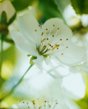 Bulanık arka plan ağaç bahar çiçeği.