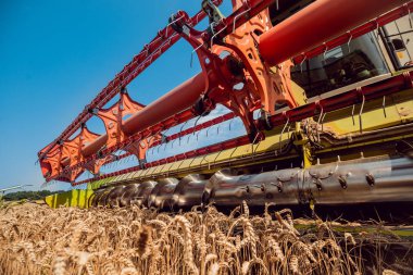 Biçerdöver buğday alan eylem içinde birleştirir. Olgun bir ürün tarladan toplama işlemi.
