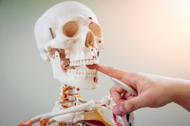 İnsan anatomisi modeli. Tıbbi ofis.