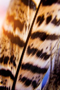 Kuşlar geçiş yumuşatma doku. Makro.