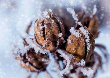 Thistle karda. Güzel arka plan. Makro