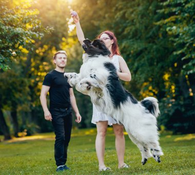Genç çift yeşil park ile siyah ve beyaz Newfoundland köpek çalış