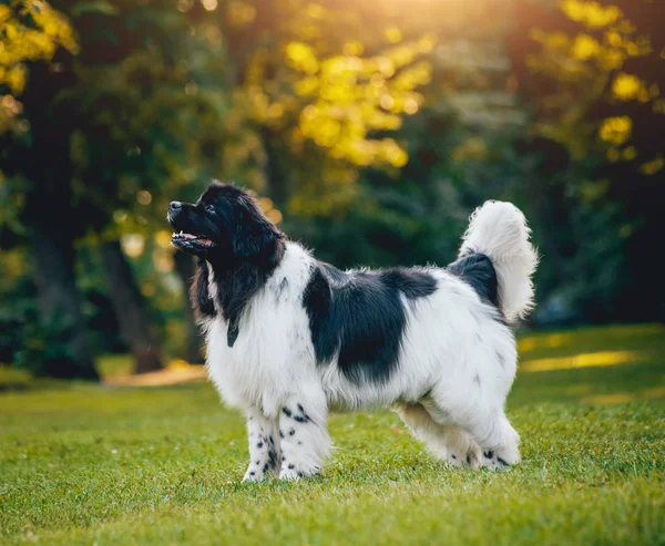 Beautiful black and white newfoundland dog posing on grasss in park.