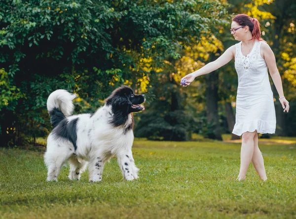 Newfoundland Σκυλί Παίζει Καυκάσιος Γυναίκα Στο Καταπράσινο Πάρκο — Φωτογραφία Αρχείου