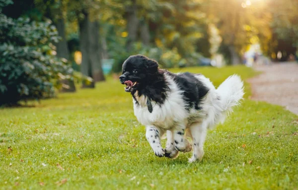 Güzel siyah ve beyaz newfoundland köpek park grasss poz.