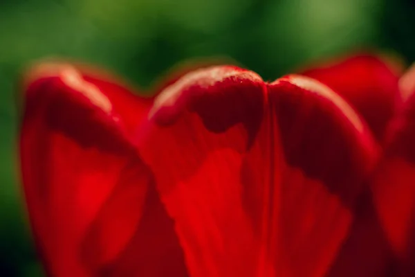 Beautiful Spring Flowers Selective Focus — Stock Photo, Image