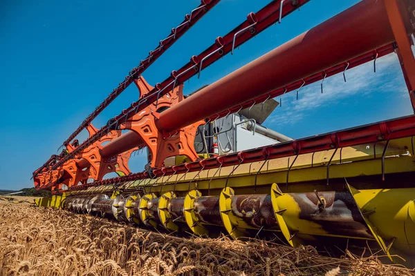 Combineer Harvester Actie Tarweveld Proces Van Verzamelen Van Een Rijpe — Stockfoto