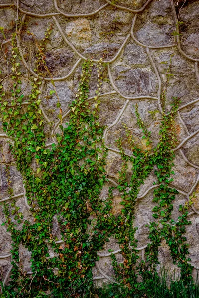 Antiguo Muro Piedra Con Hiedra Contexto —  Fotos de Stock