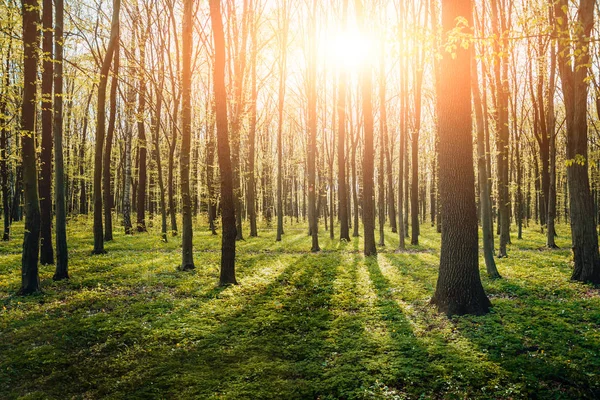 Rayos Luz Bosque Primavera Contexto — Foto de Stock