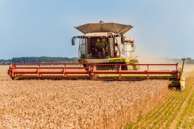 Biçerdöver buğday alan eylem içinde birleştirir. Olgun bir ürün tarladan toplama işlemi.