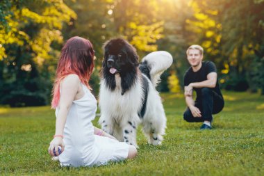 Genç çift yeşil park ile siyah ve beyaz Newfoundland köpek çalış