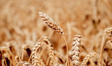 Buğday alan. Altın buğday kulaklar. Zengin hasat.