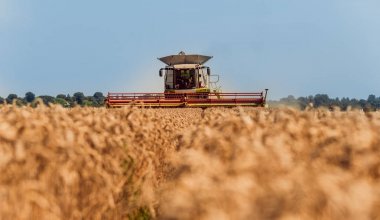 Biçerdöver buğday alan eylem içinde birleştirir. Olgun bir ürün tarladan toplama işlemi.