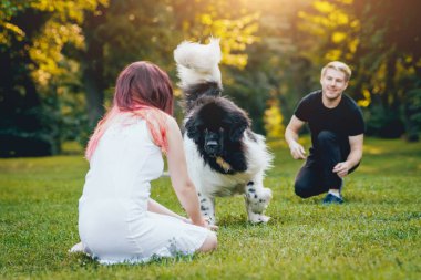 Genç çift yeşil park ile siyah ve beyaz Newfoundland köpek çalış