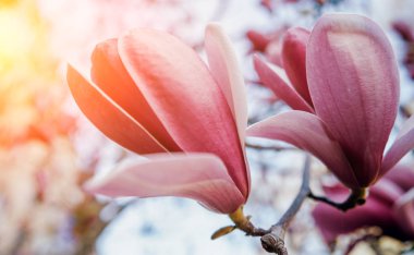 Manolya çiçek ile arka plan bulanık.