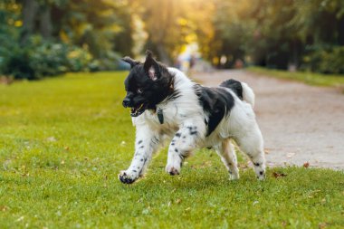Güzel siyah ve beyaz newfoundland köpek park grasss poz.