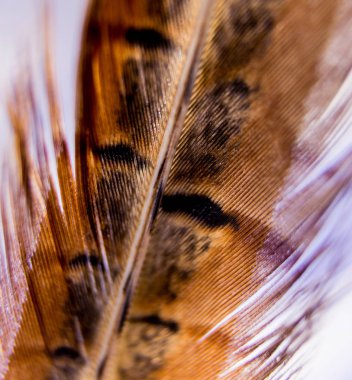 Kuşlar geçiş yumuşatma doku. Makro.