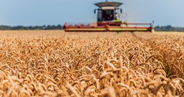 Biçerdöver buğday alan eylem içinde birleştirir. Olgun bir ürün tarladan toplama işlemi.