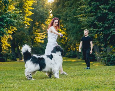 Genç çift yeşil park ile siyah ve beyaz Newfoundland köpek çalış
