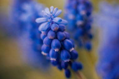 Güzel bahar çiçekleri, seçici odak