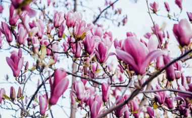Manolya çiçek ile arka plan bulanık.