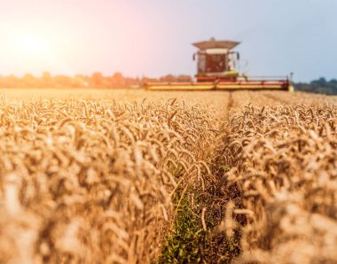 Biçerdöver buğday alan eylem içinde birleştirir. Olgun bir ürün tarladan toplama işlemi.