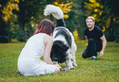 Genç çift yeşil park ile siyah ve beyaz Newfoundland köpek çalış
