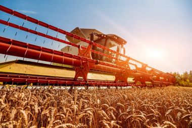 Biçerdöver buğday alan eylem içinde birleştirir. Olgun bir ürün tarladan toplama işlemi.