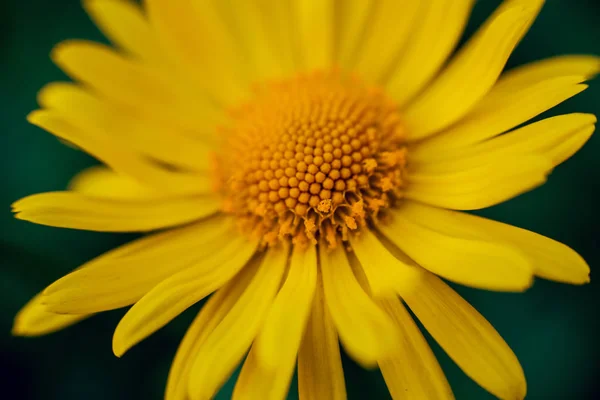 Arka Planı Bulanık Papatya Çiçeği — Stok fotoğraf