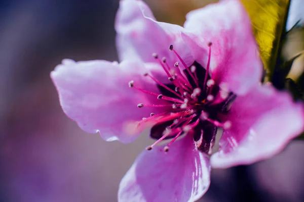 Prachtige Lentebloemen Selectieve Aandacht — Stockfoto