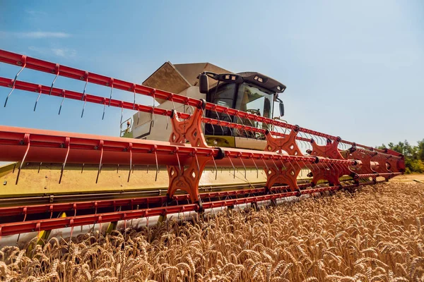 Combineer Harvester Actie Tarweveld Proces Van Verzamelen Van Een Rijpe — Stockfoto