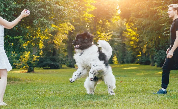 白と黒のニューファンドランド犬は緑豊かな公園で若い白人カップルで遊ぶ — ストック写真