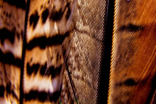 Kuşlar geçiş yumuşatma doku. Makro.