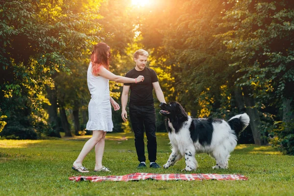 Genç çift yeşil park ile siyah ve beyaz Newfoundland köpek çalış