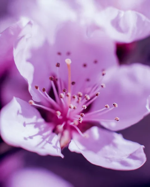 Prachtige Lentebloemen Selectieve Aandacht — Stockfoto