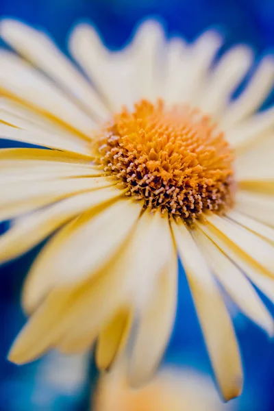 Fleur Camomille Avec Fond Flou — Photo