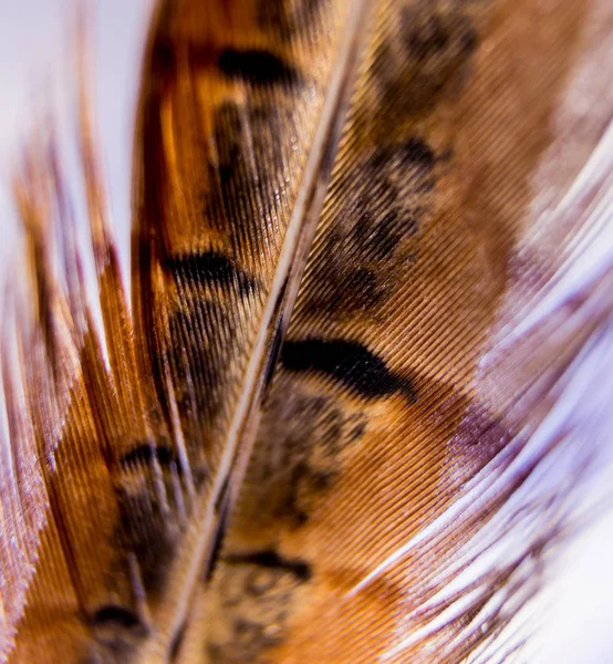 Kuşlar geçiş yumuşatma doku. Makro.