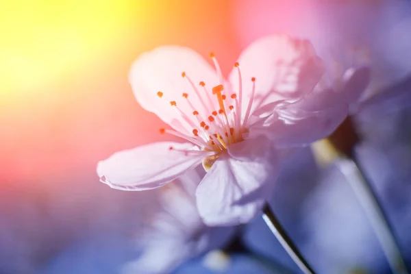 Albero Dei Fiori Primaverili Con Sfondo Sfocato — Foto Stock