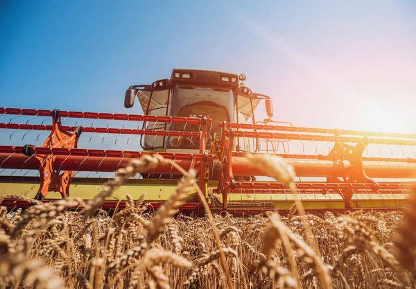 Biçerdöver buğday alan eylem içinde birleştirir. Olgun bir ürün tarladan toplama işlemi.