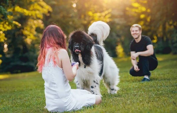 Genç çift yeşil park ile siyah ve beyaz Newfoundland köpek çalış