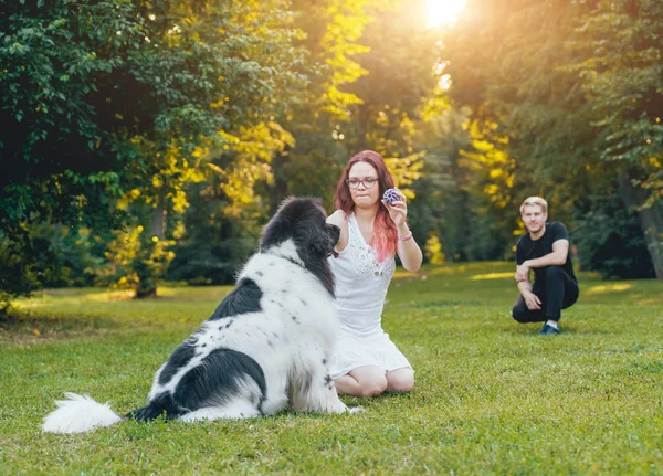 Genç çift yeşil park ile siyah ve beyaz Newfoundland köpek çalış