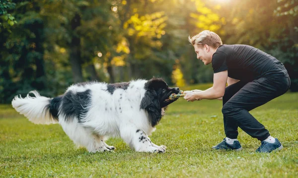 Preto Branco Newfoundland Cão Joga Com Jovem Loira Caucasiano Homem — Fotografia de Stock