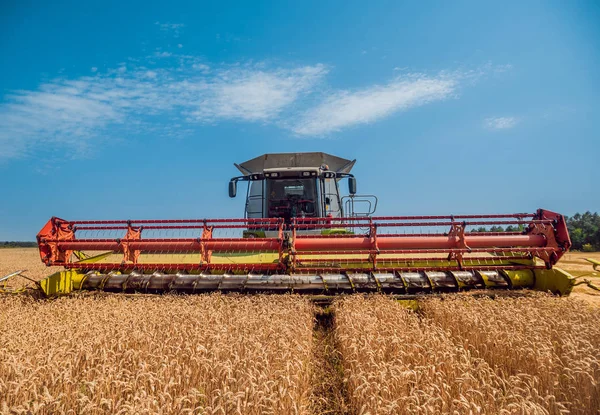 Biçerdöver buğday alan eylem içinde birleştirir. Olgun bir ürün tarladan toplama işlemi.