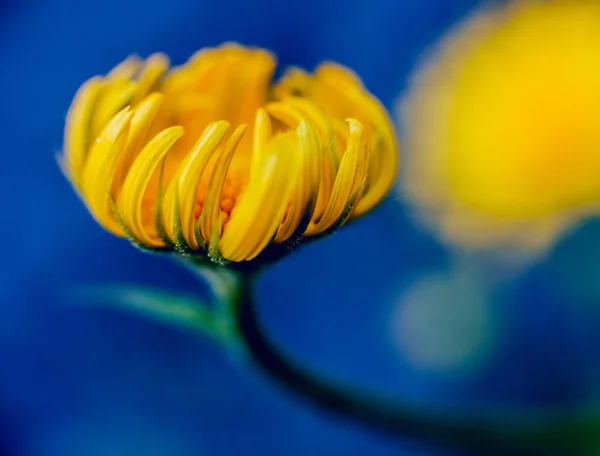 背景がぼやけているカモミールの花 — ストック写真