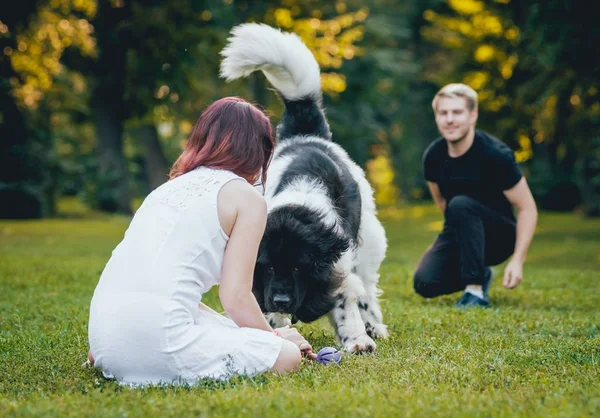 Black and white Newfoundland dog plays with young caucasian couple in green park
