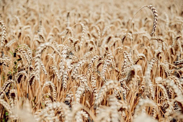 Campo de trigo. Orejas de trigo dorado. Cosecha rica . — Foto de Stock
