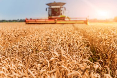 Biçerdöver buğday alan eylem içinde birleştirir. Olgun bir ürün tarladan toplama işlemi.