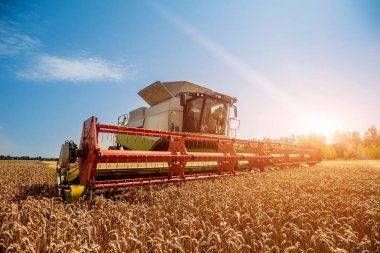 Biçerdöver buğday alan eylem içinde birleştirir. Olgun bir ürün tarladan toplama işlemi.