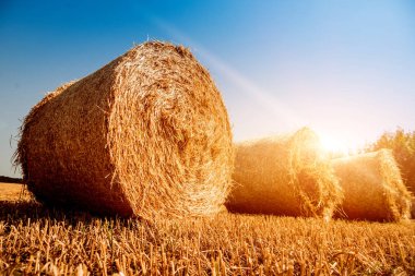 Buğday alanında büyük saman balya.