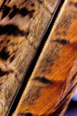 Kuşlar geçiş yumuşatma doku. Makro.